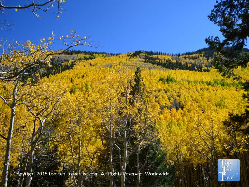 Golden aspens covering the mountains in Flagstaff, Arizona