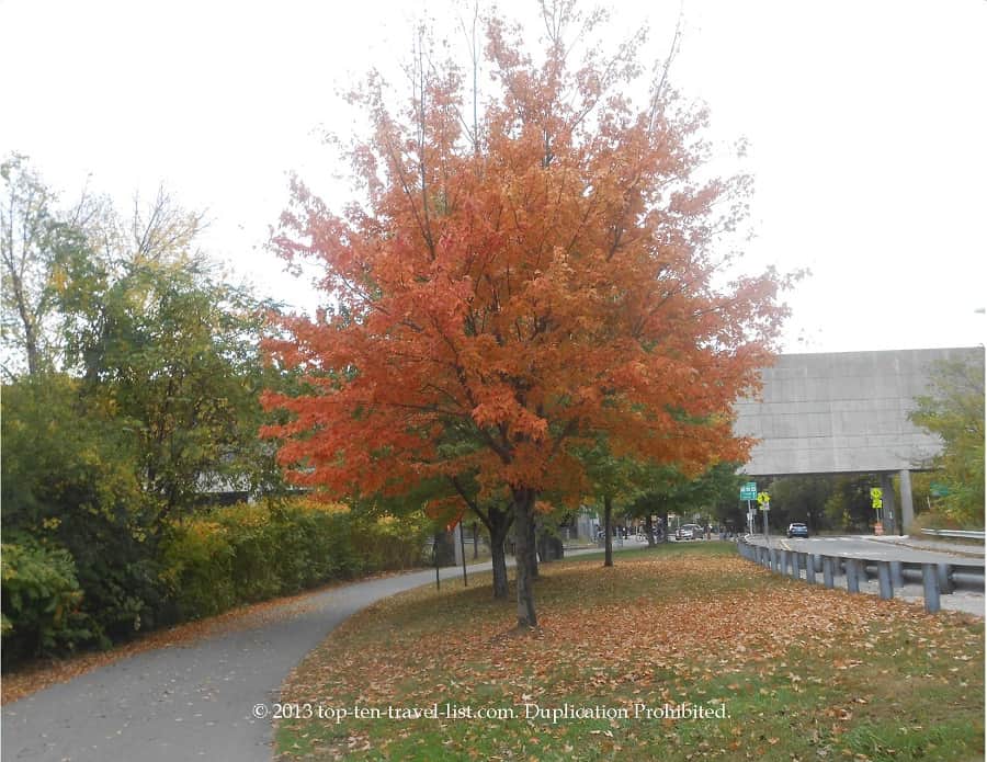 Striking red foliage along the Minuteman Bikeway in Boston, Massachusetts