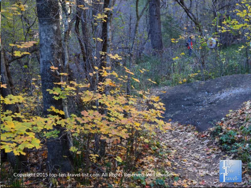 Colorful fall foliage on the West Fork hiking trail in Sedona, Arizona