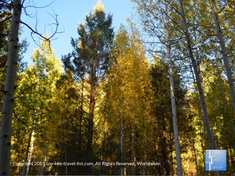 Golden aspens and pines along the Veit Springs loop in Flagstaff, Arizona