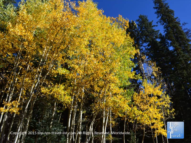 A gorgeous group of aspens on the Veit Springs trail in Flagstaff, Arizona