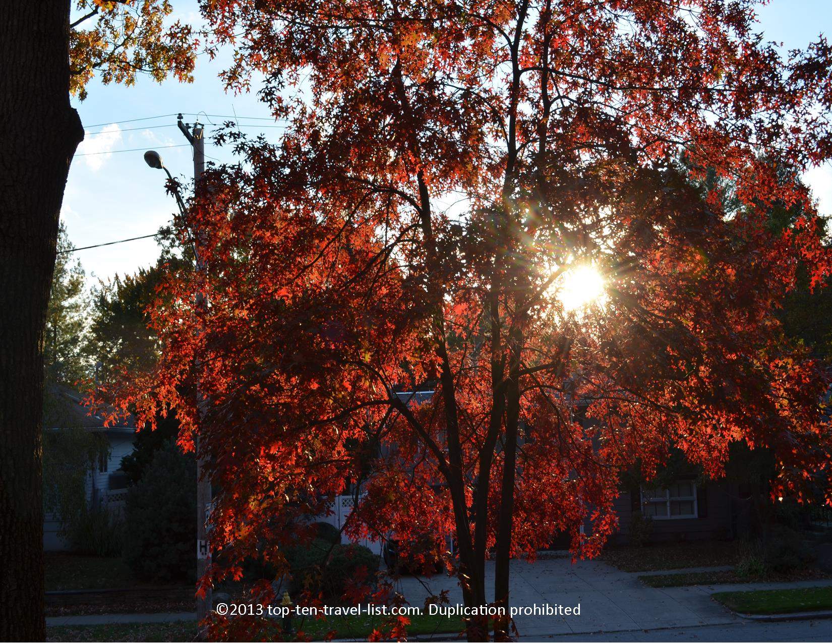Striking red foliage along the Blackstone Blvd in Providence, Rhode Island