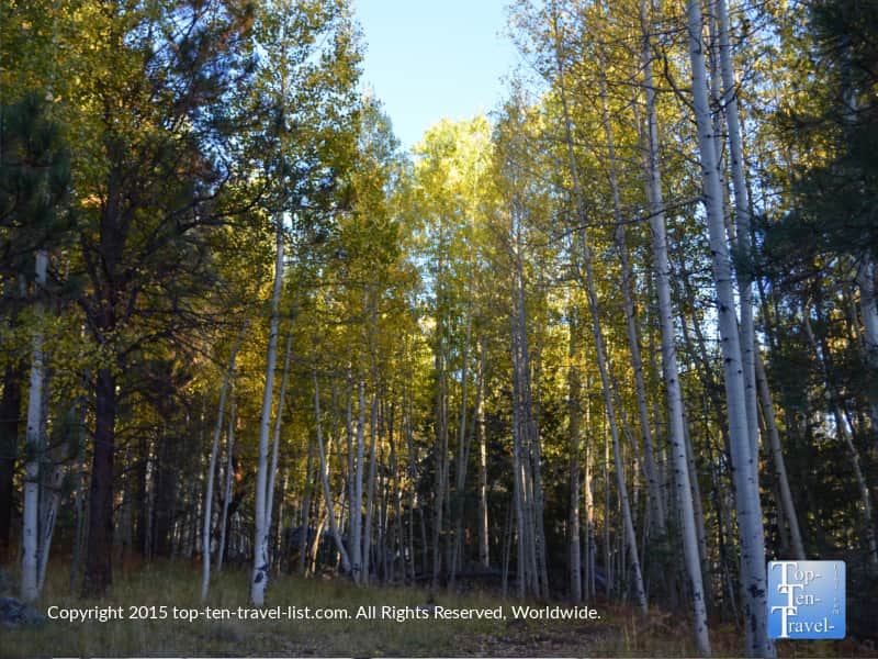 Pretty golden aspens lining the Veit Springs trail in Flagstaff, Arizona