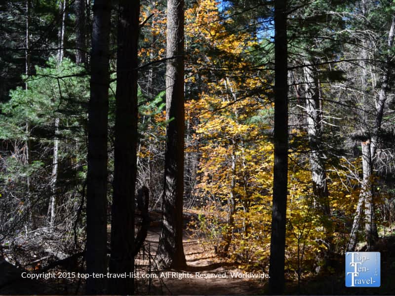 Pretty orange foliage on Sedona's West Fork hiking trail