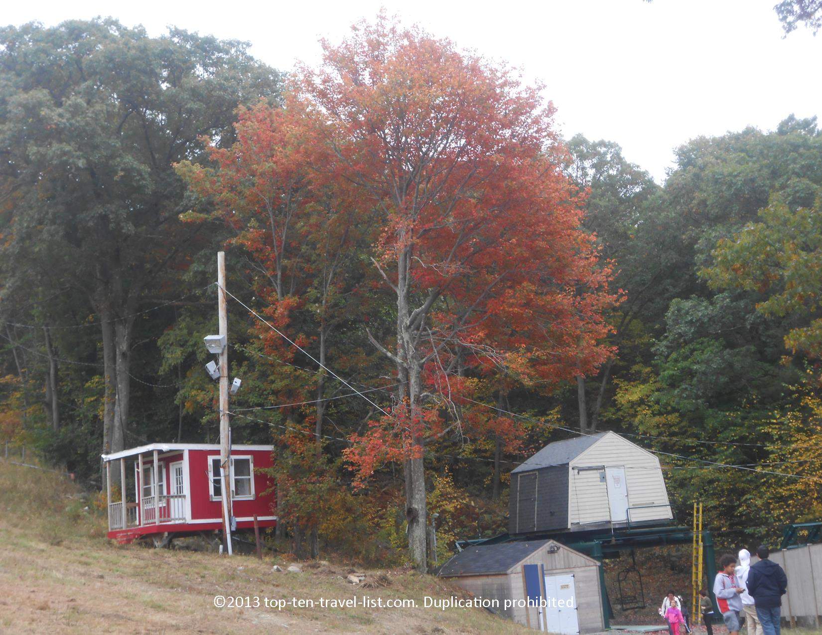 Pretty red foliage at Blue Hills Reservation near Boston, Massachusetts