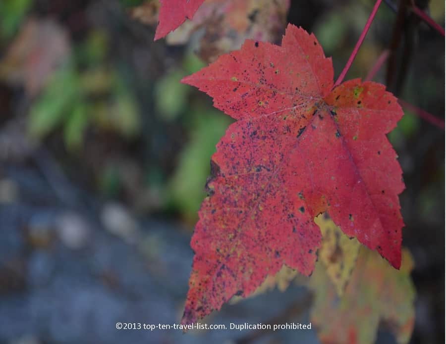 Red foliage at Myles Standish State Forest in Plymouth, Massachusetts