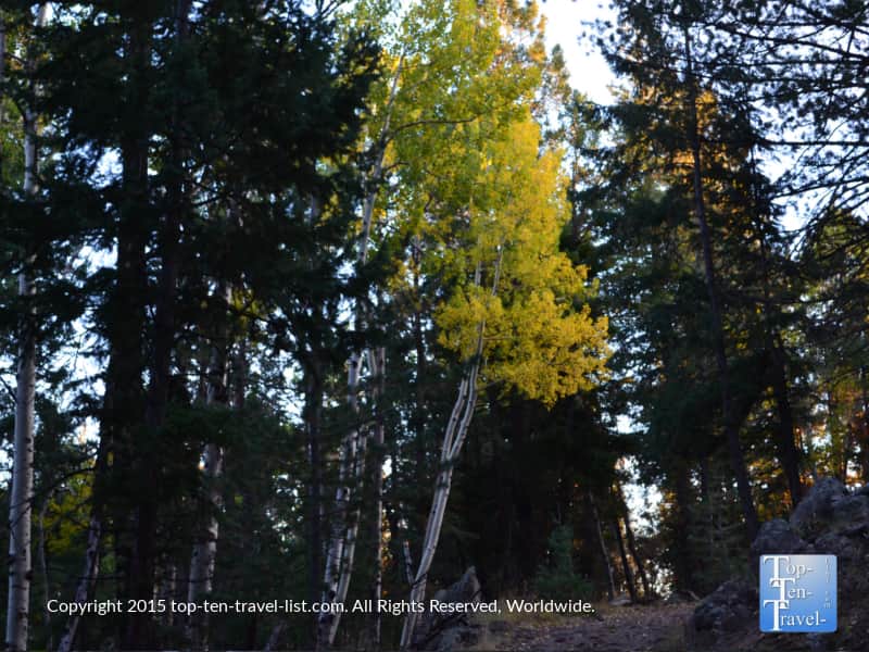Bright yellow aspen on the Veit Springs loop in Flagstaff, Arizona