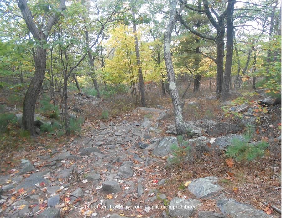 Beautiful yellow foliage at Blue Hills Reservation near Boston