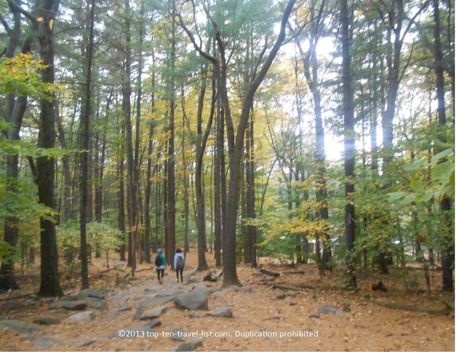 Pretty yellow fall foliage at Blue Hills Reservation near Boston, Massachusetts