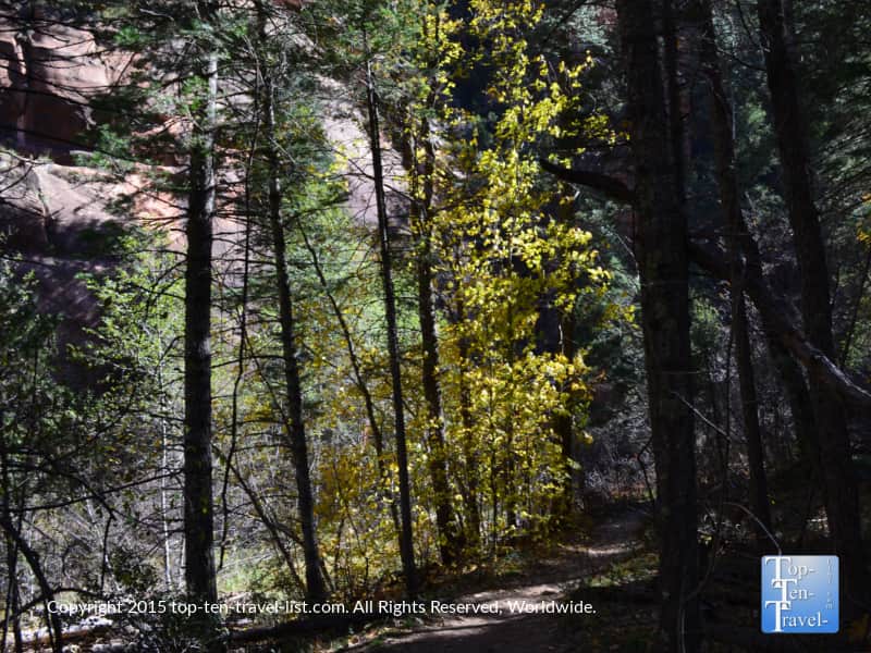 Yellow fall foliage along the West Fork hiking trail in Sedona, Arizona