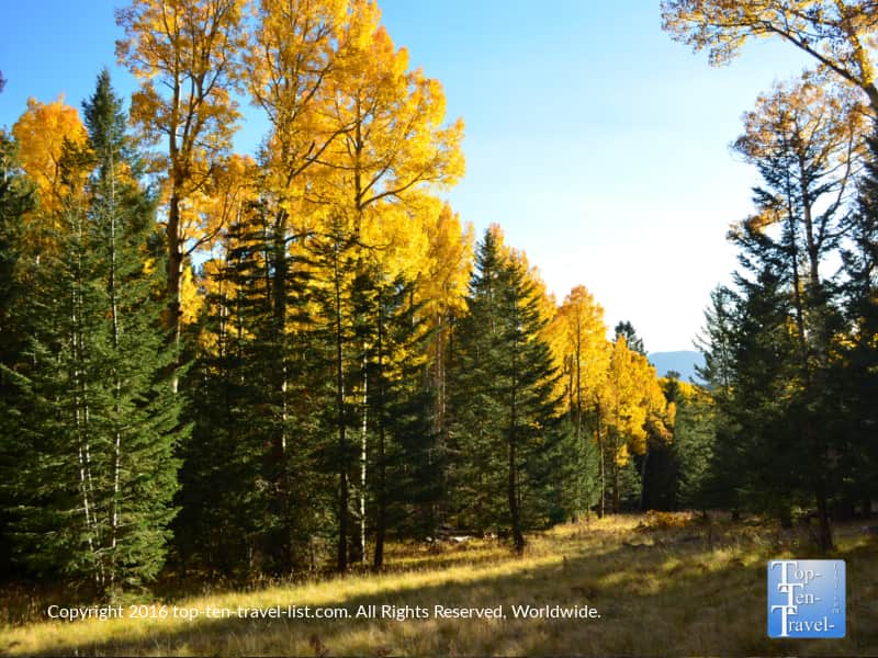 Mix of pines and aspens on the Kachina Trail at Arizona Snowbowl 