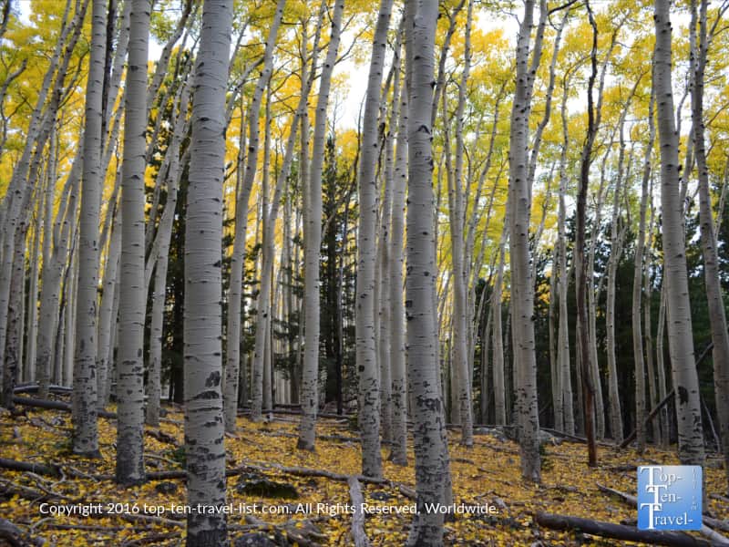 Golden aspen trees along the Bear Jaw trail in Flagstaff, Arizona