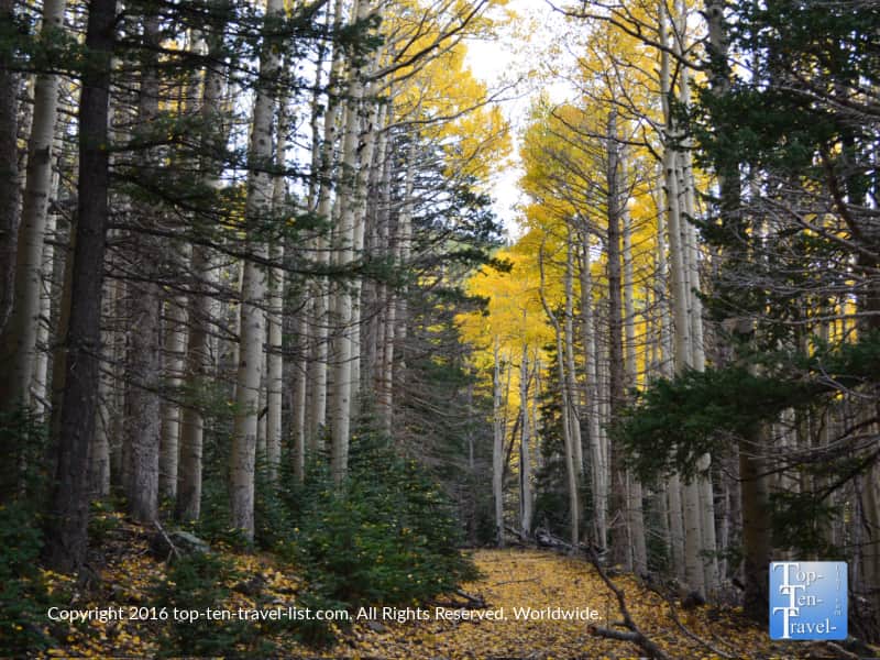 Beautiful aspens and pines along the Bear Jaw trail in Flagstaff, Arizona