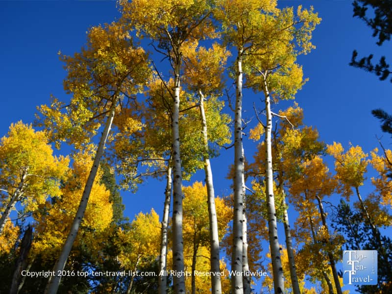 Blue skies and golden aspen trees along the Kachina Trail in Flagstaff, Arizona