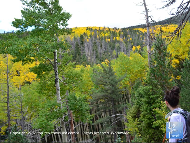 A mix of green and golden aspens covering the mountains near the end of the Bear Jaw trail in Flagstaff, AZ