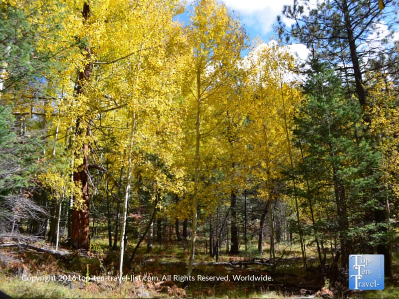 Fall foliage lining the beautiful Veit Springs trail in Flagstaff, Arizona