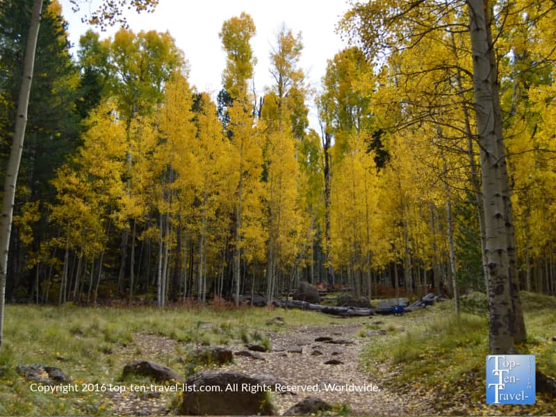 Fall foliage along the Veit Springs trail in Flagstaff, Arizona
