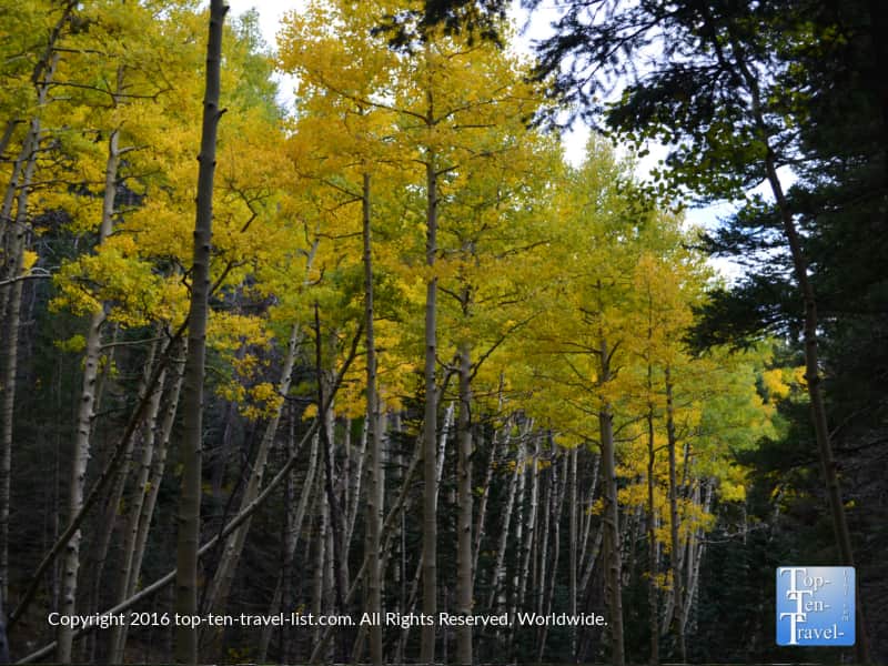 A row of bright gold aspens lining the Bear Jaw trail in Flagstaff, AZ