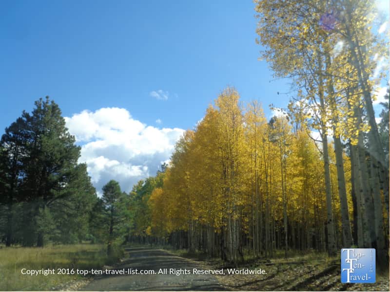 Amazing fall color on Hart Prairie Road in Flagstaff, AZ