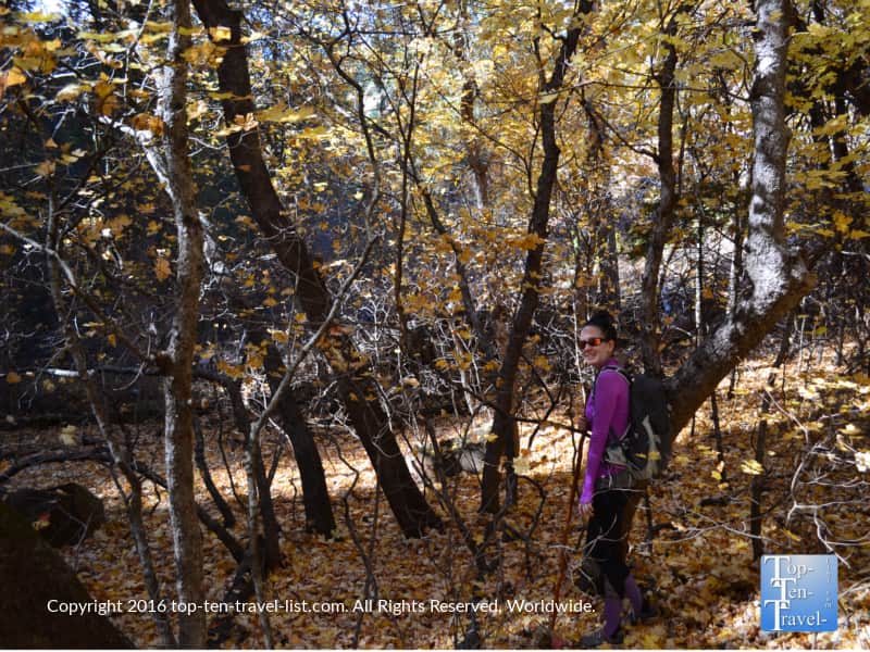 Leaf peeping during the fall on Oak Creek Canyon's West Fork trail