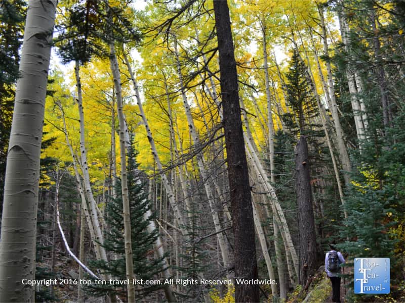 Hiking the Bear Jaw Trail in Flagstaff during peak fall season
