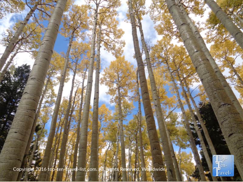 Blue skies and golden aspens along the Bear Jaw trail in Flagstaff, Arizona