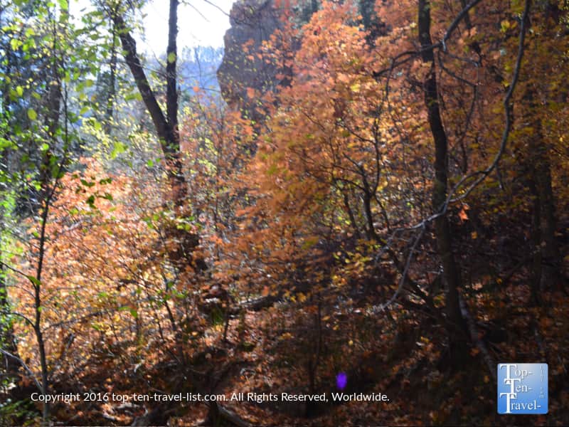 Orange fall foliage on the West Fork trail in Oak Creek Canyon