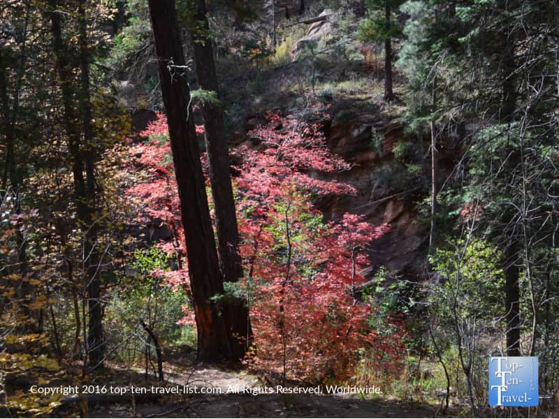 Red fall foliage on the West Fork Trail in Oak Creek Canyon
