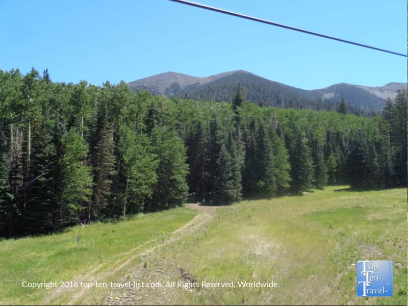 Scenic ponderosa pine and mountain views at Arizona Snowbowl