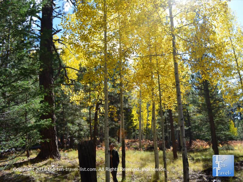 A beautiful fall walk along the colorful Veit Springs trail in Flagstaff, Arizona