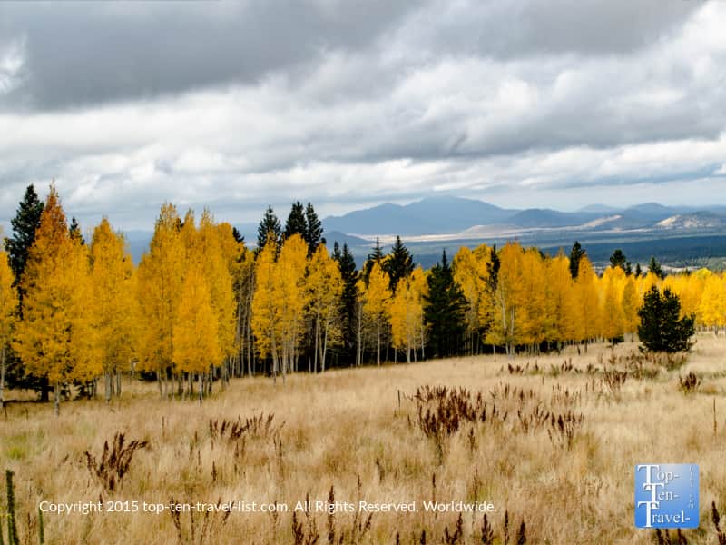 Beautiful fall colors on the Aspen Nature Loop hike in Flagstaff, Arizona