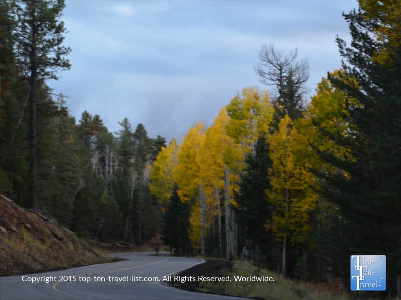 Gorgeous fall colors along Snowbowl Rd in Flagstaff, Arizona