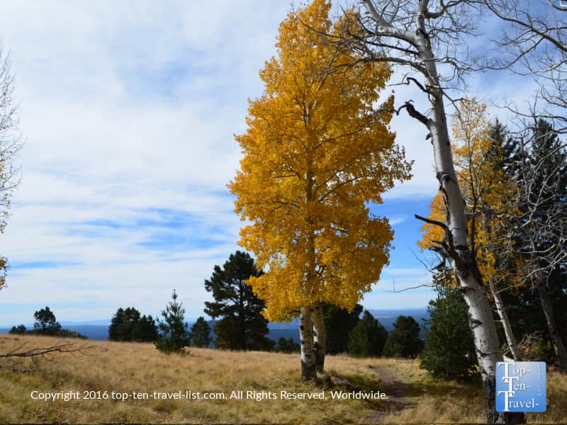 a-beautiful-golden-aspen-on-the-aspen-nature-loop-in-flagstaff-az