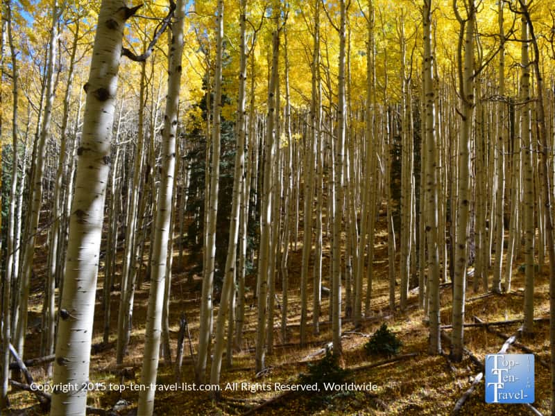 a-forest-of-bright-apsen-inner-basin-trail
