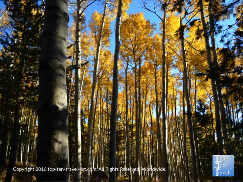 a-forest-of-golden-aspens-along-the-kachina-trail-in-flagstaff