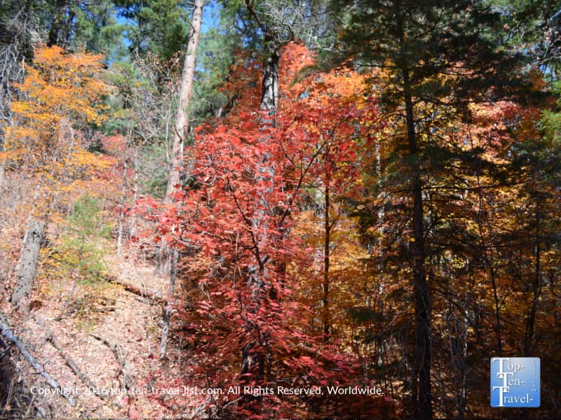 a-great-medley-of-fall-colors-along-the-west-fork-trail-in-oak-creek-canyon