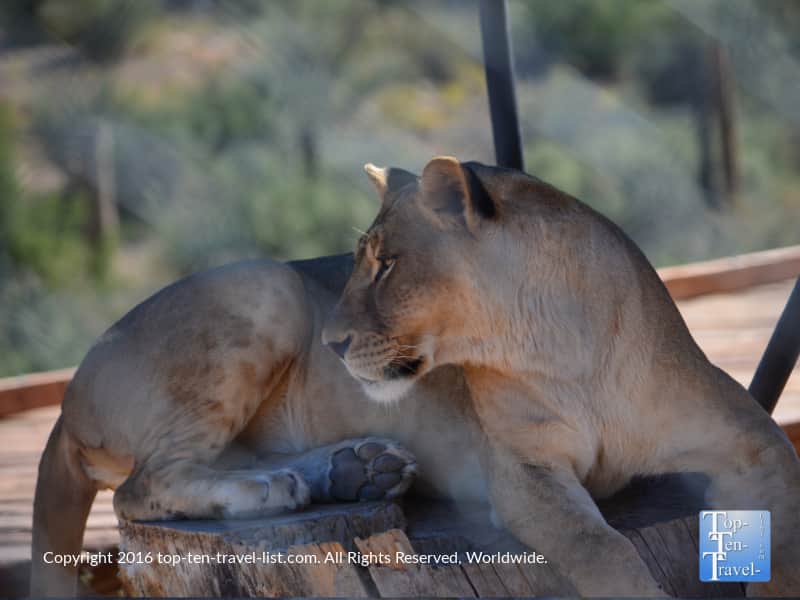 Lion at Out of Africa Wildlife Park