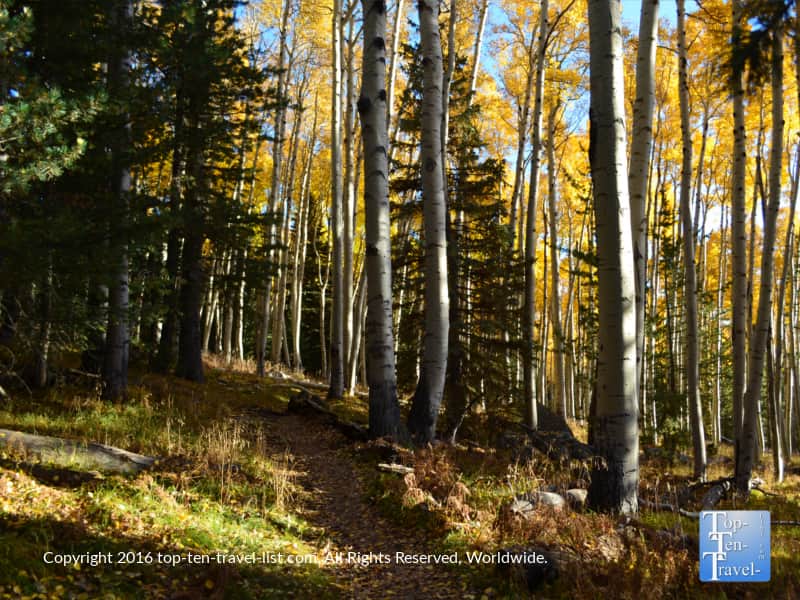 a-view-of-the-kachina-trail-in-flagstaff-in-the-fall