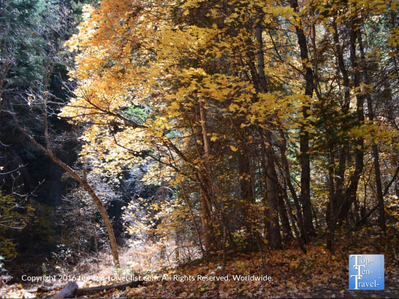 amazing-gold-foliage-on-the-west-fork-trail-in-oak-creek-canyon