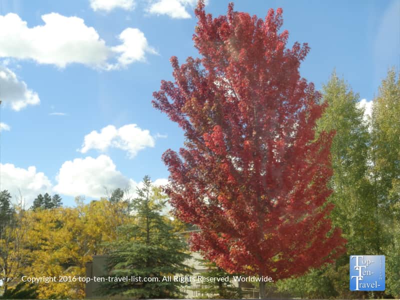 amazing-red-foliage-in-flagstaff