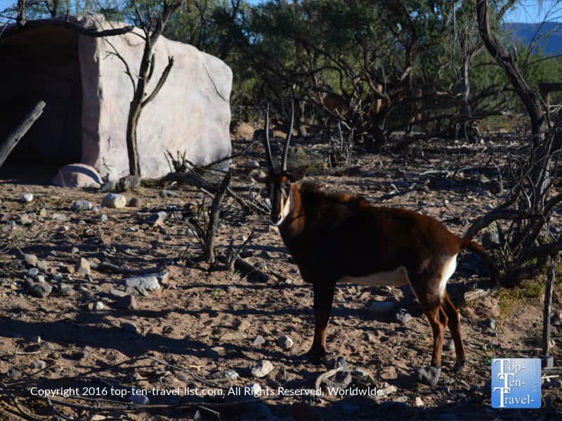 Animal sighting at Safari ride at Out of Africa Wildlife Park