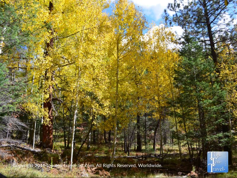 aspens-and-pines-lining-the-veit-springs-trail-in-flagstaff-az