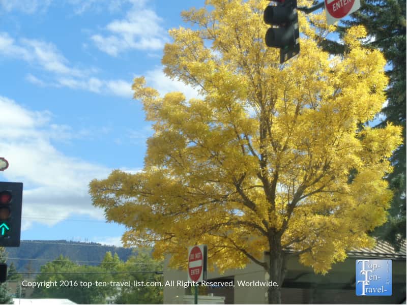 beautiful-yellow-foliage-in-downtown-flagstaff-az