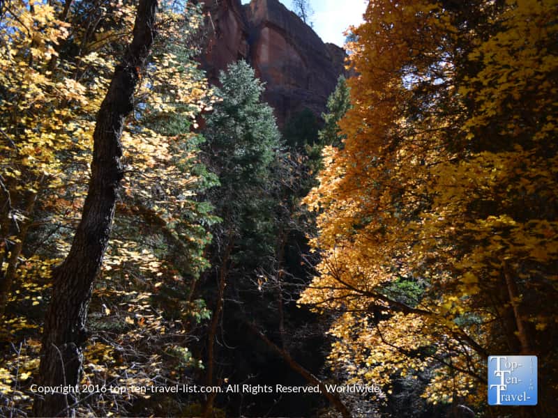 bright-foliage-and-red-rocks-on-the-west-fork-trail-in-oak-creek-canyon
