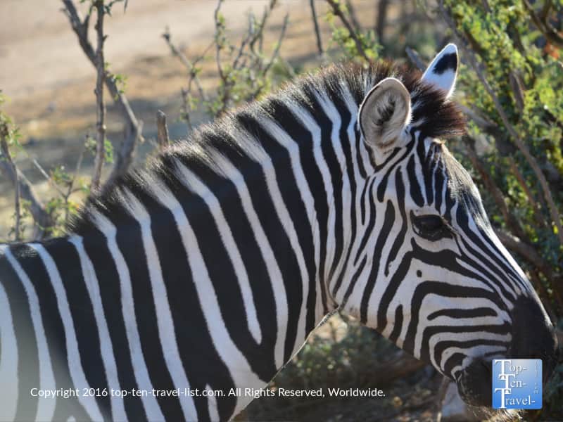 Zebra seen along the safari ride at Out of Africa Wildlife Park