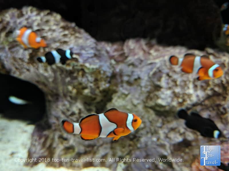 Clown fish tank at the Odysea Aquarium in Scottsdale, Arizona