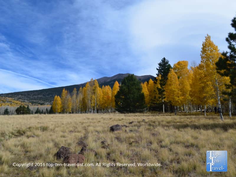colorful-fall-foliage-and-mountain-views-on-the-aspen-nature-loop-in-flagstaff