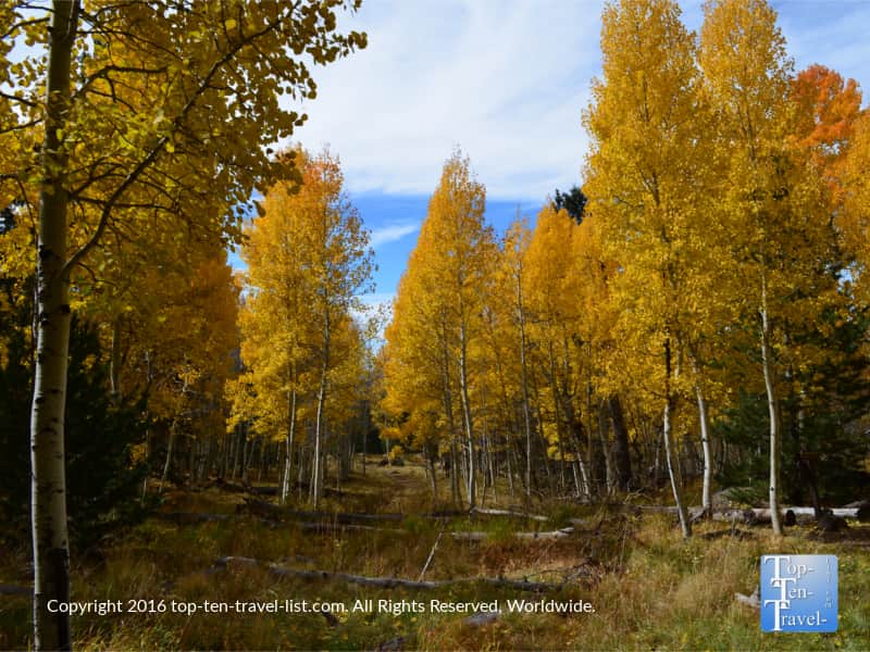 colorful-views-along-the-aspen-nature-loop-in-flagstaff-az