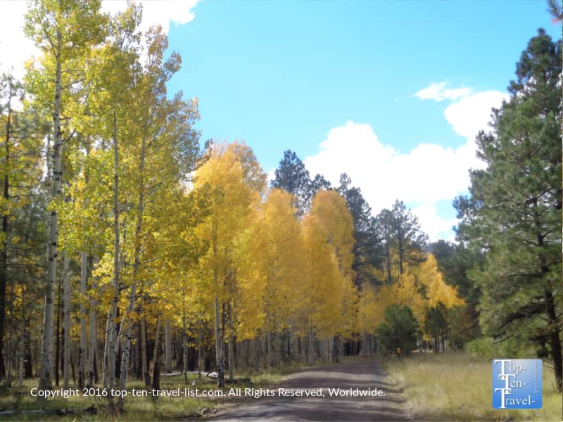 fall-color-on-fr-151-in-flagstaff