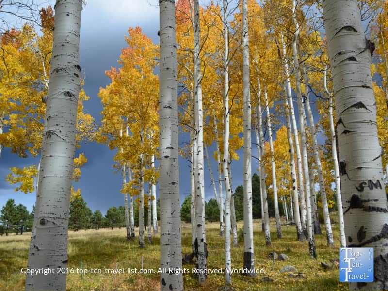 fall-colors-on-the-arizona-trail-in-flagstaff